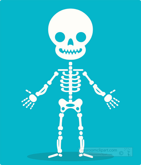 human anatony skeleton system cartoon style clip art