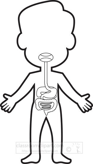 human body illustrated digestive system outline clip art