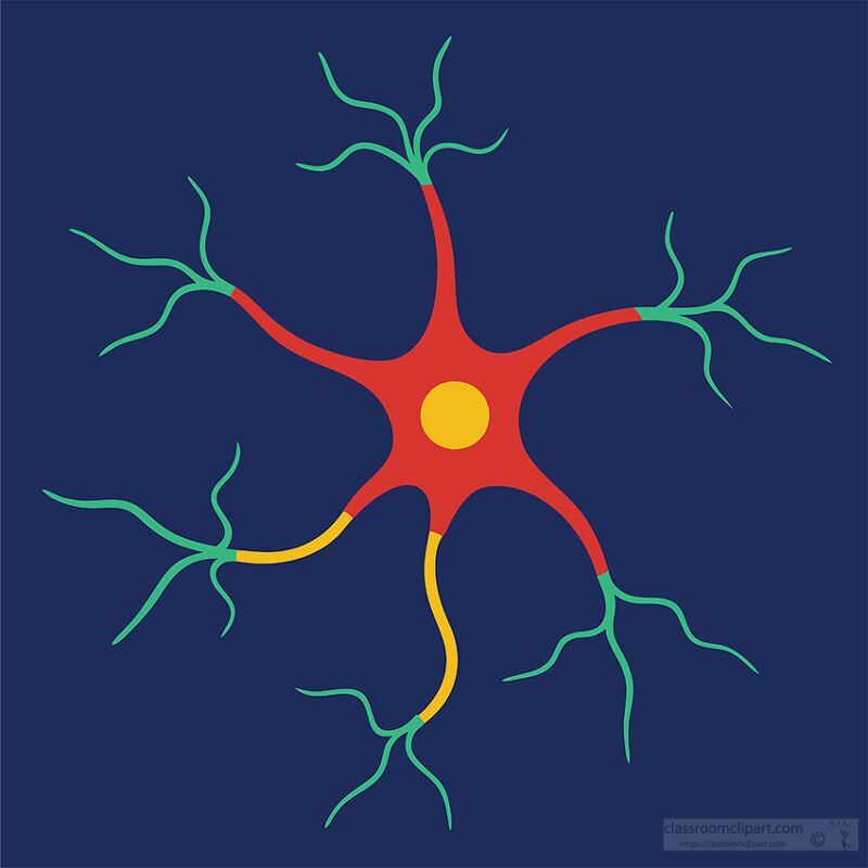 Human Nerve Cell Illustration