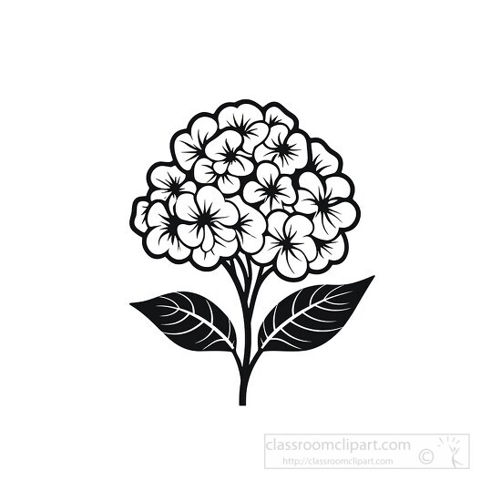 hydrangea black outline