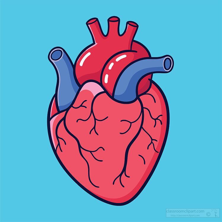 illustration of the human heart shows major arteries