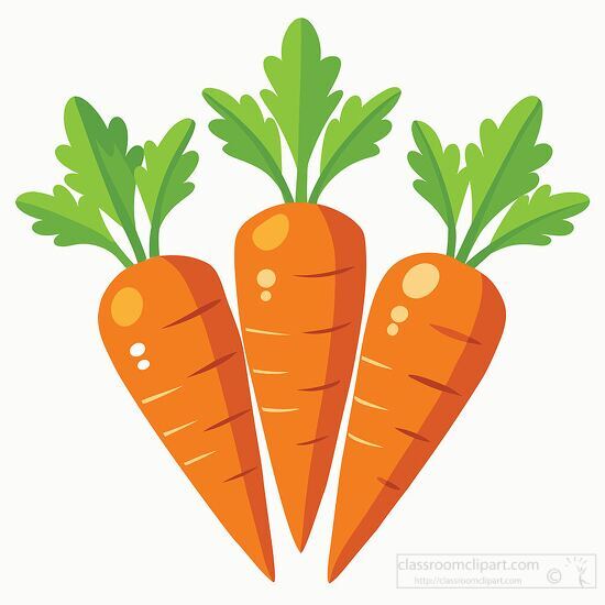 illustration of three long freshly picked orange carrots