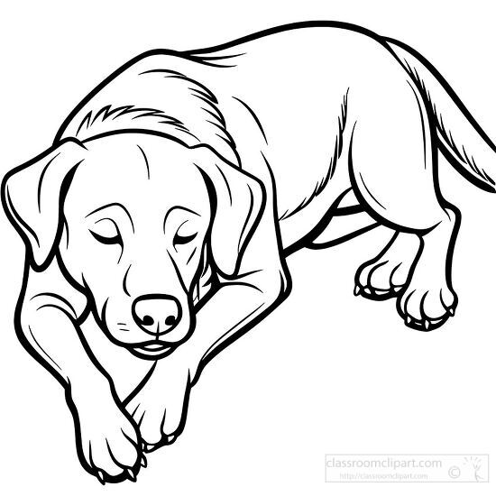 Labrador Retriever curled up asleep black outline