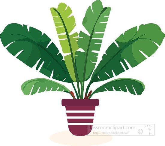 large leaf house plant