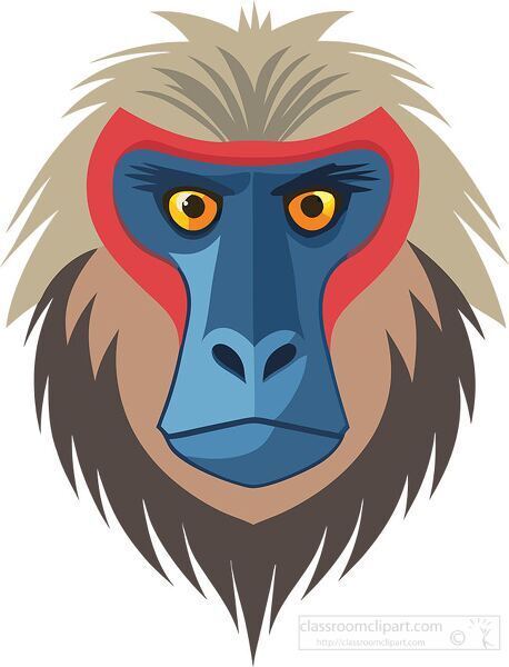 mandrill face features bright red and blue colors with intense e