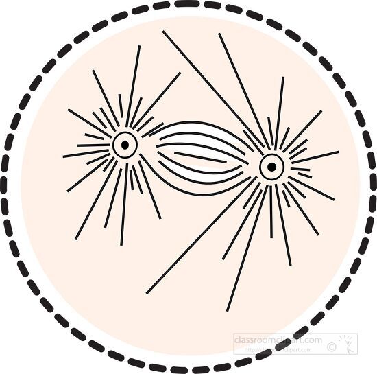 mitosis cell division 5