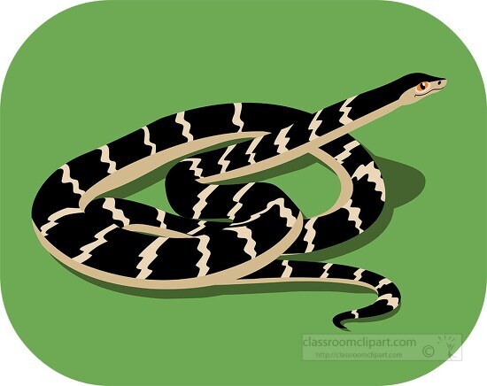 non venomous coiled rat snake clipart