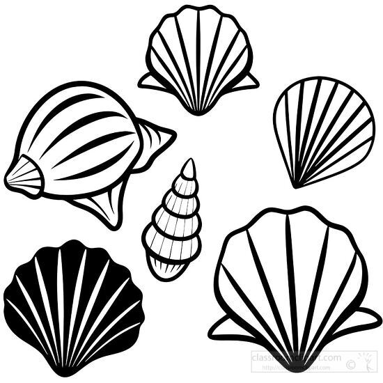 ombination of spiral and fan shaped seashells in a simple vector