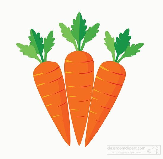 organic carrots each with leafy green tops