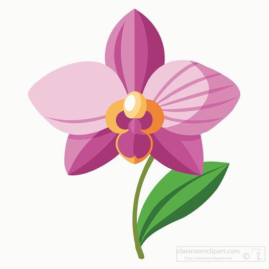 Phalaenopsis purple orchid