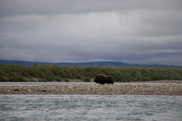 a muskox walks along the Noatak River