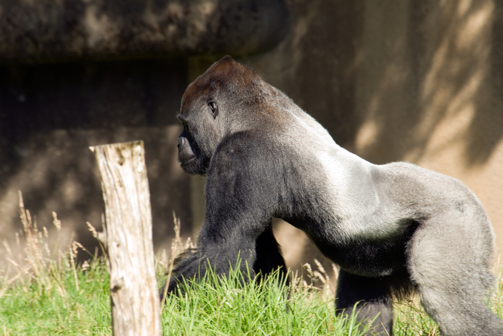 adult western lowland gorilla 077