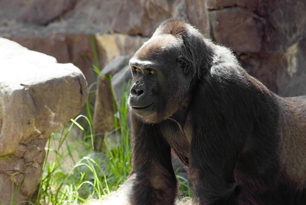 adult western lowland gorilla 194