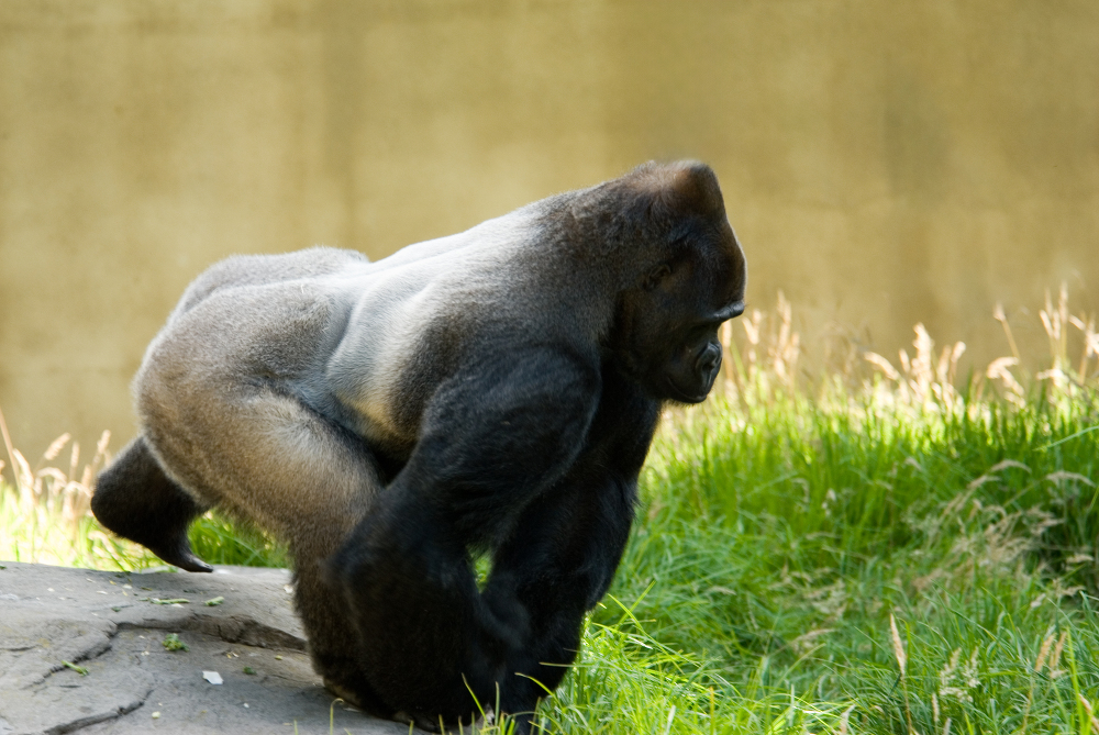 adult western lowland gorilla climgbs over rocks