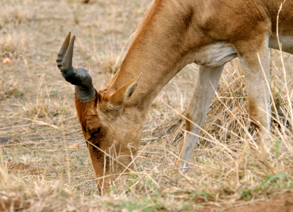 african antelope