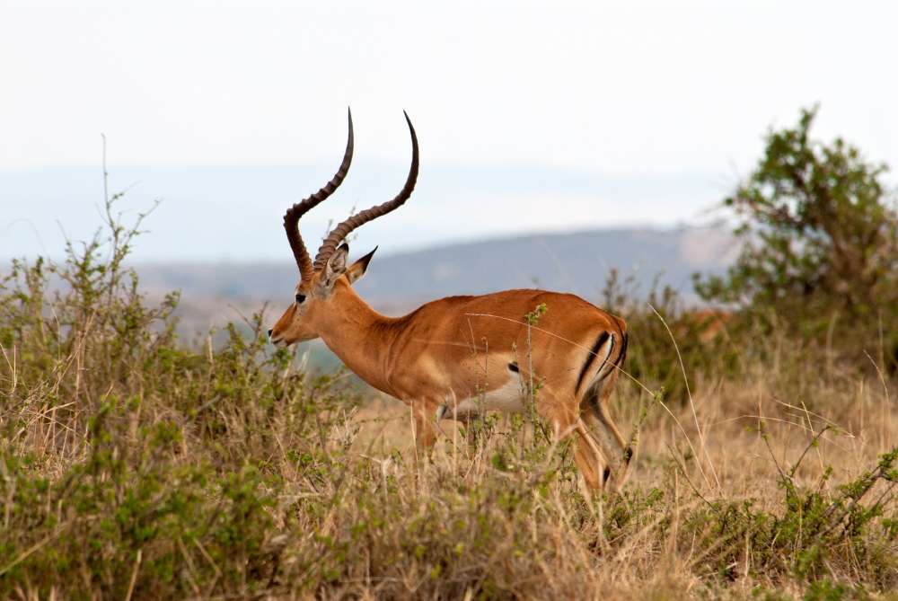 African Impala