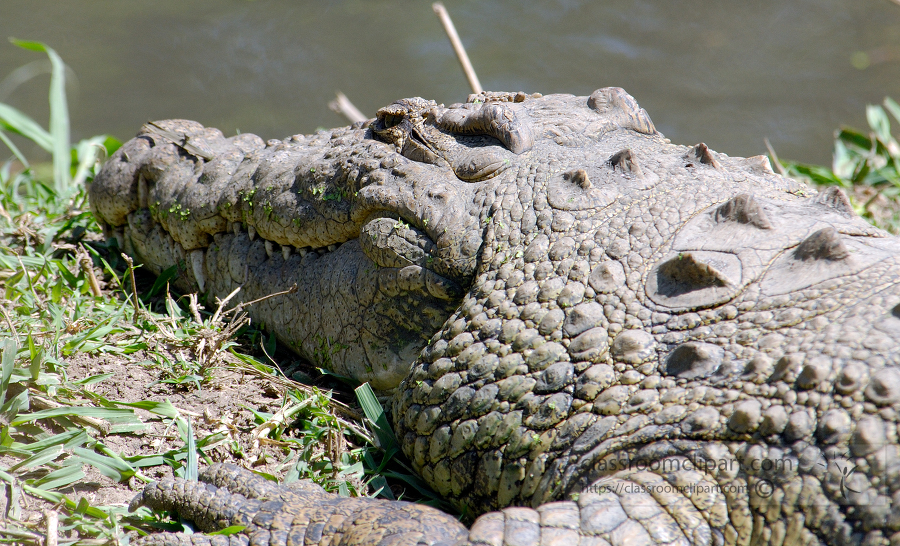 alligator at the edge of lake kenya africa 055