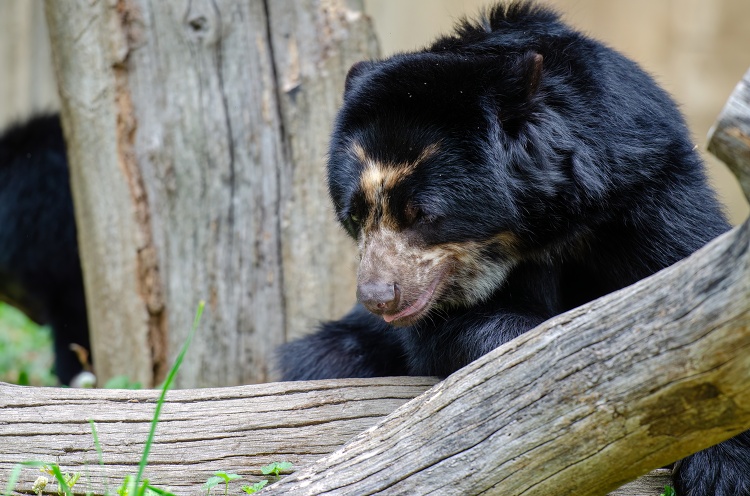 andean bear climbing over tree stump