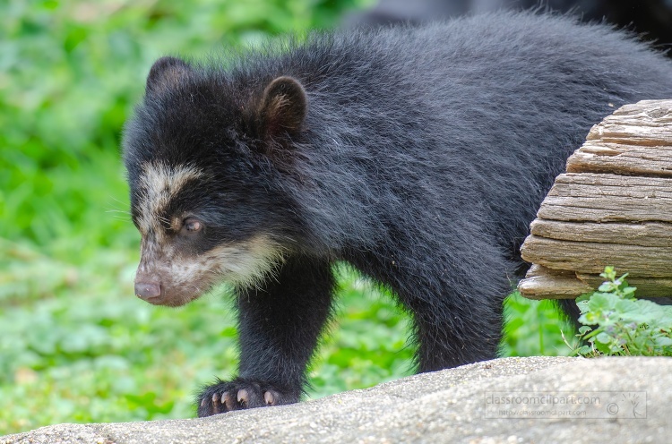 andean bear cub walking