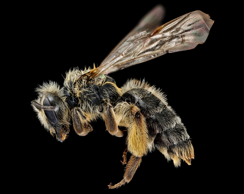 Andrena thaspii bee