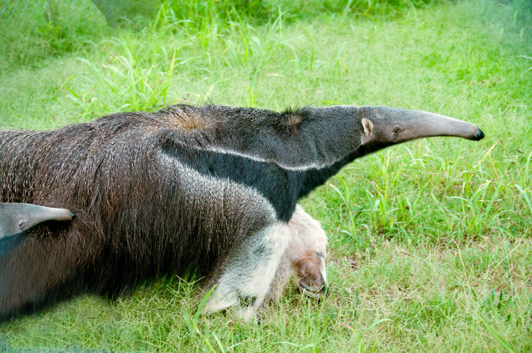 Anteater close up detailed fur texture expressive eyes elongated