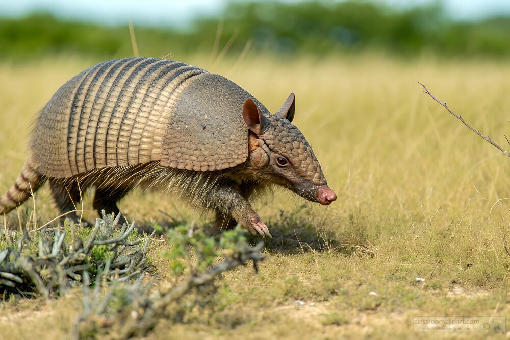 armadillo explores a green landscape