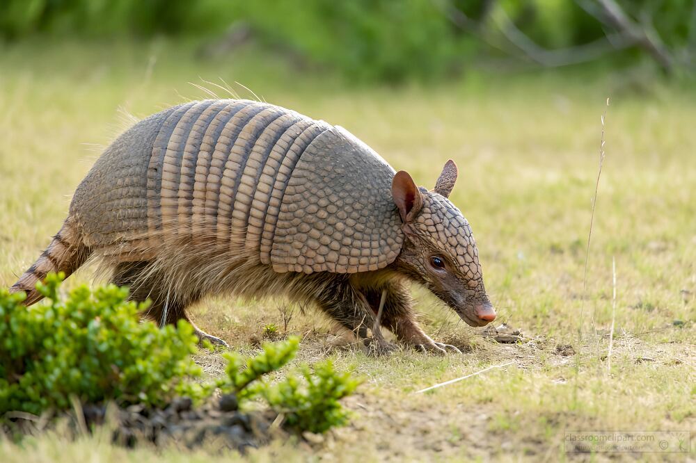 armadillo with its pointed snout and protective scales