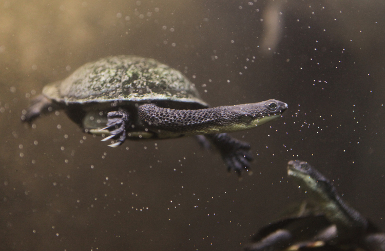 Australian Snake necked Turtle