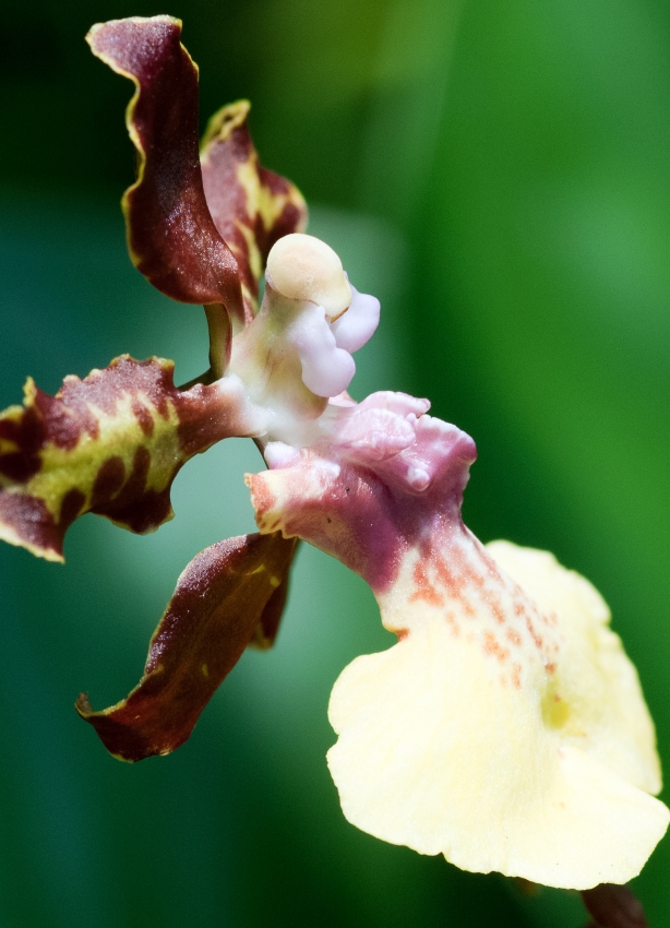 Beautiful Orchids at Singapore Botanical Garden