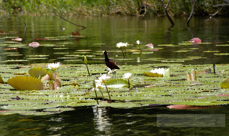 Bird and Water Lillies along a river in Belize