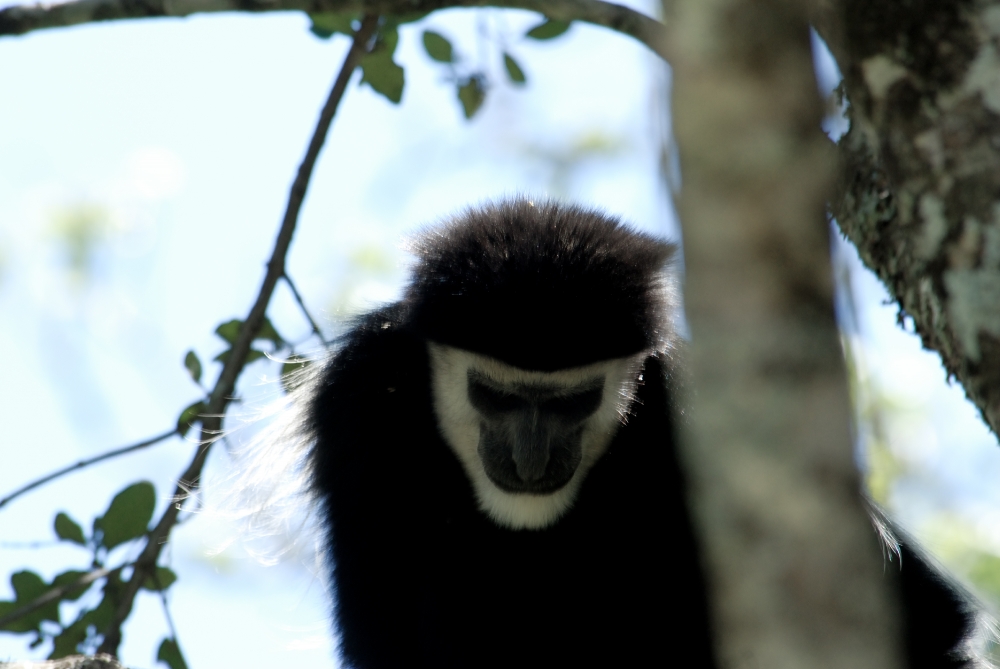 Black and White Colobus Kenya Africa