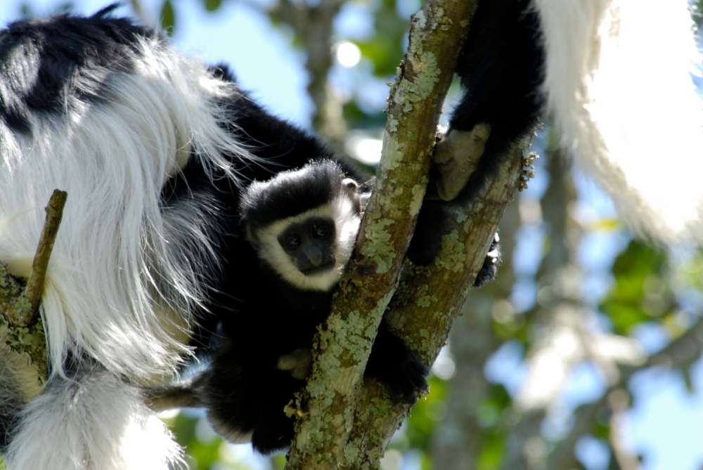 Black and White Colobus Kenya Africa