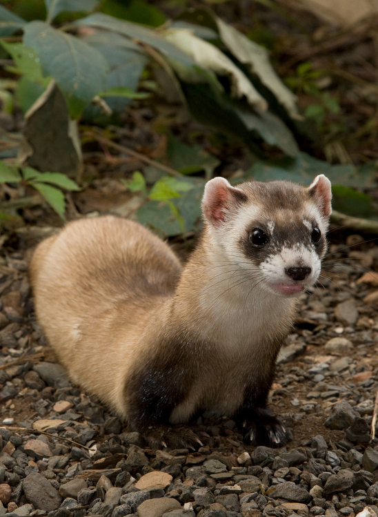 Black footed Ferret