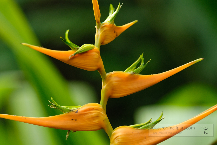 brazil botanical garden 15A