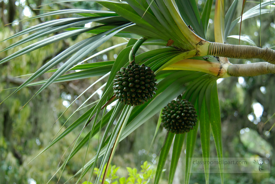 brazil botanical garden 21A