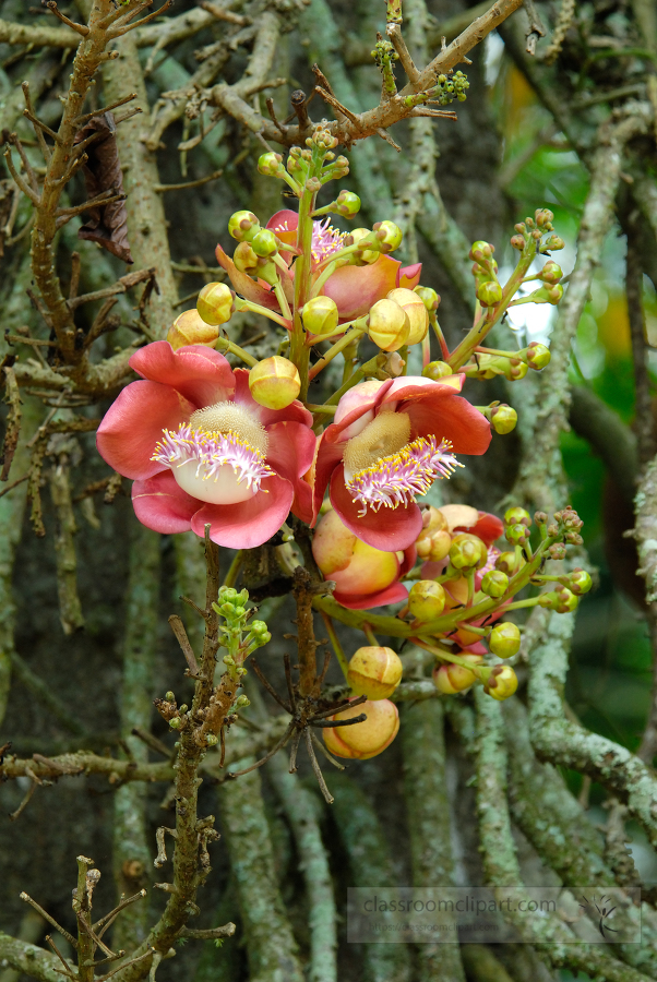 brazil botanical garden 26A