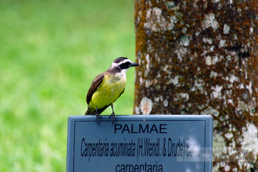 brazil botanical garden 34A