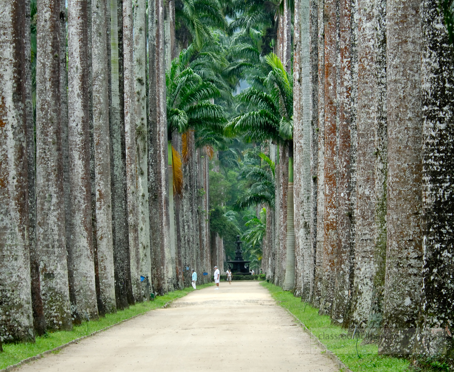 brazil botanical garden 36A