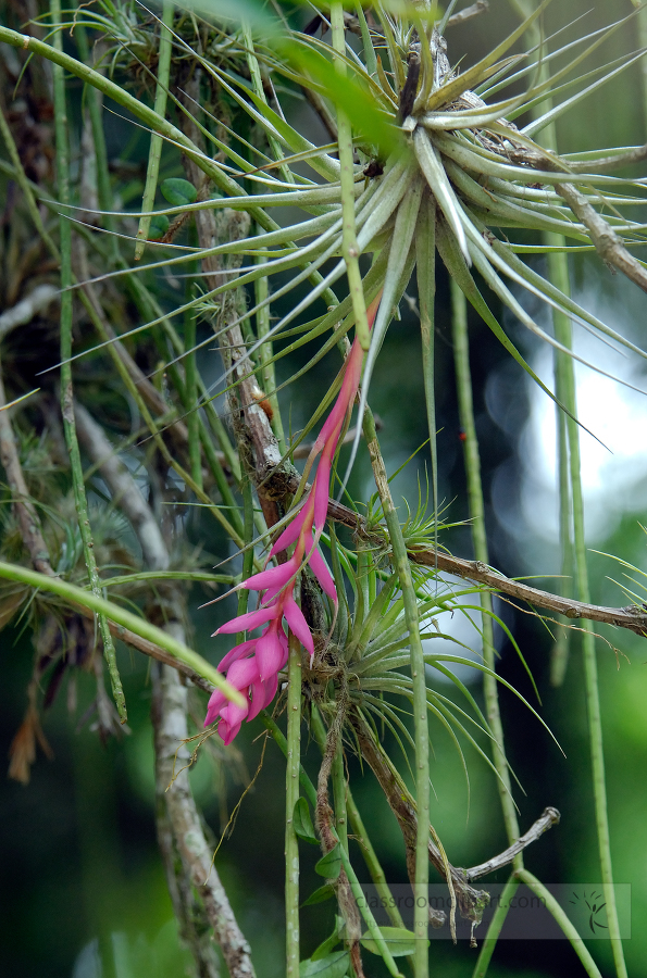 bromiilad growing on tree