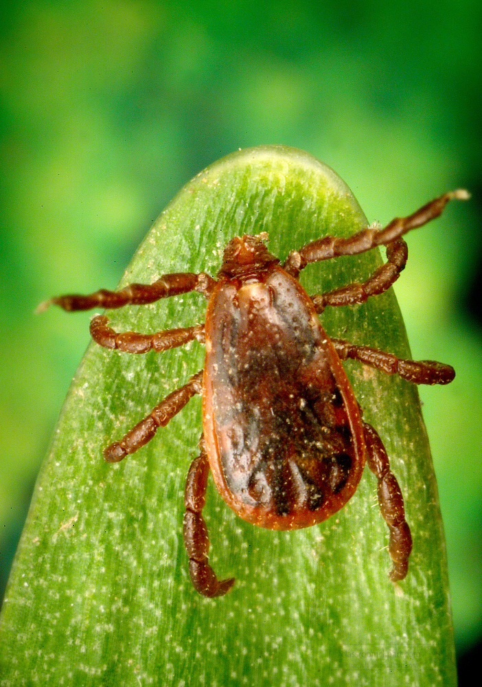 brown dog tick