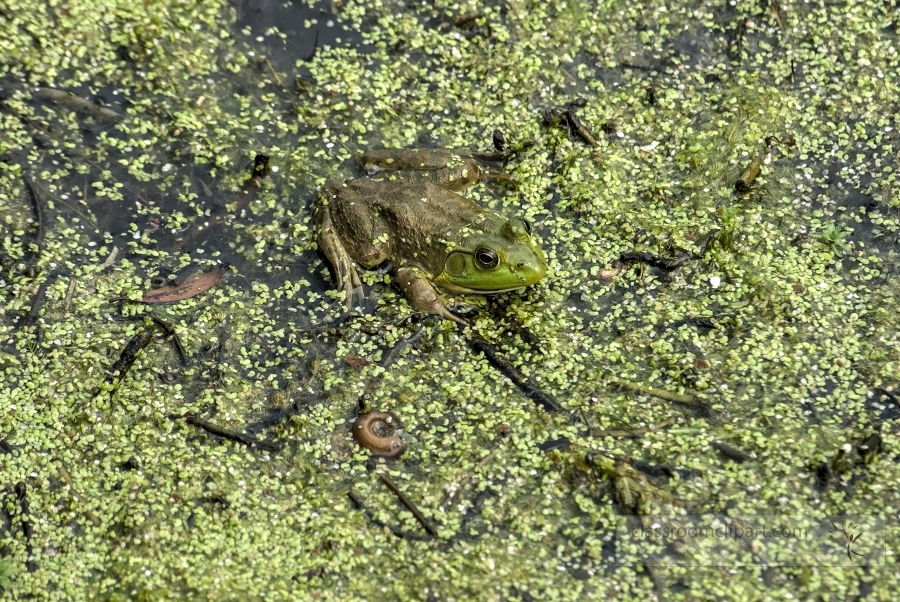 brown green spotted frog in marsh photo_26