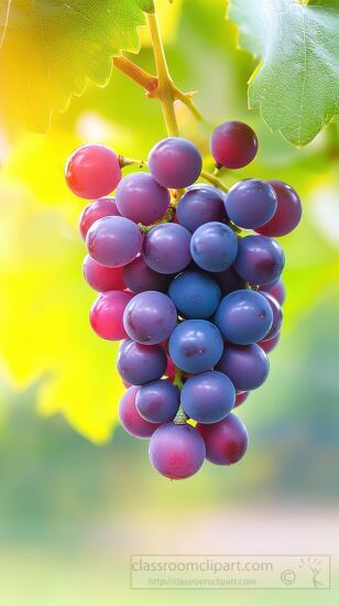 bunch-of-red-and-purple-grapes