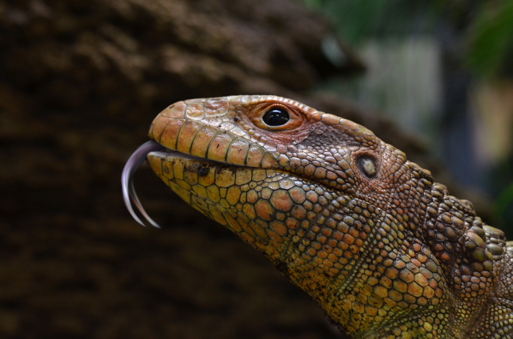 Caiman Lizard