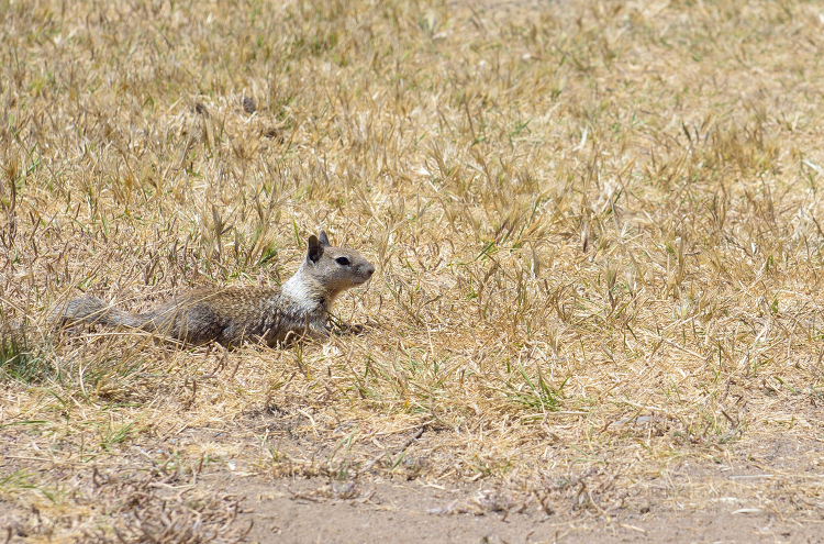 California Ground Squirrel