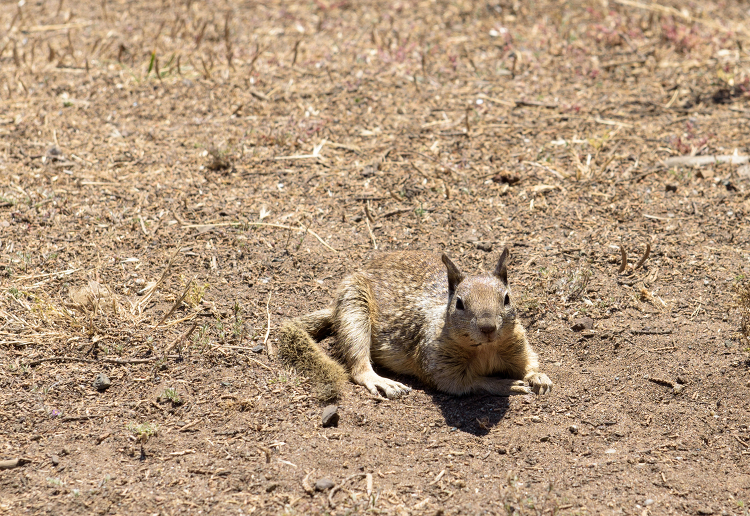 California Ground Squirrel