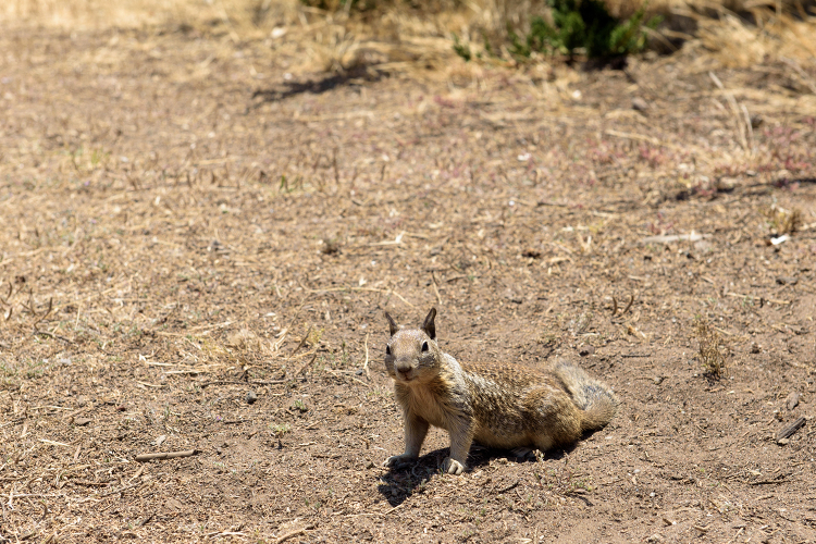 California Ground Squirrel