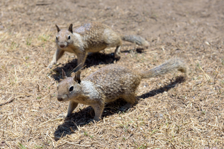 California Ground Squirrel