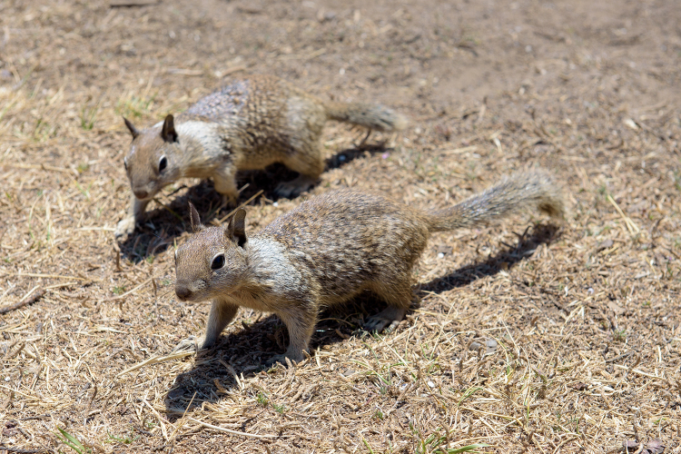 California Ground Squirrel