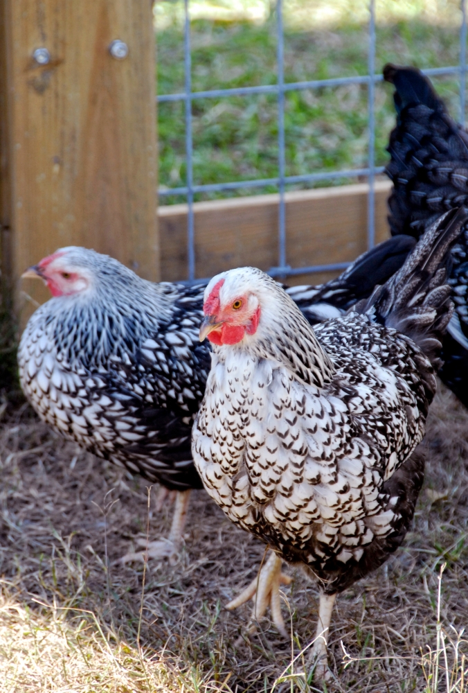 chicken farm on farm two in pen