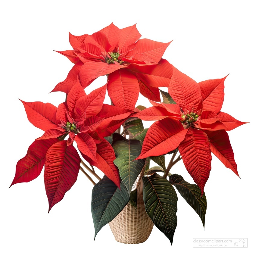 christmas poinsettia plant in a stone pot